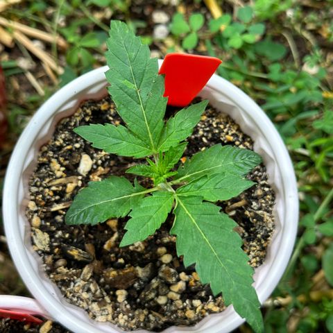 Pearl 41(Face on Fire x PCS 1) growlog timeline photo
