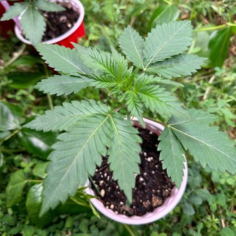 Strawberry 2.1(Strawguava x OGKB 2.1) growlog timeline photo