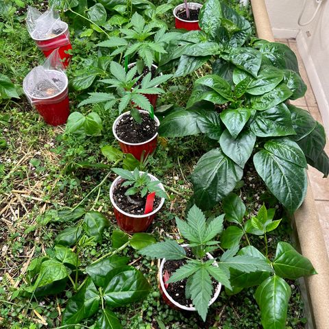Strawberry 2.1(Strawguava x OGKB 2.1) growlog timeline photo