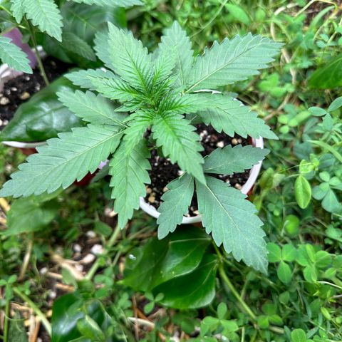 Super Lemon Gushers(Gushers X Super Lemon SMAC) growlog timeline photo