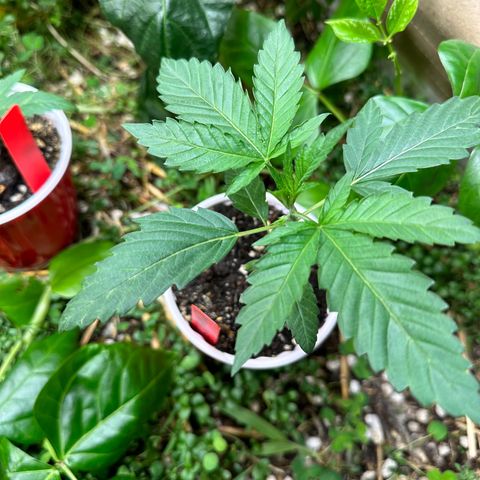 Pearl 41(Face on Fire x PCS 1) growlog timeline photo