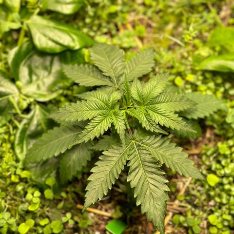 Strawberry 2.1(Strawguava x OGKB 2.1) growlog timeline photo