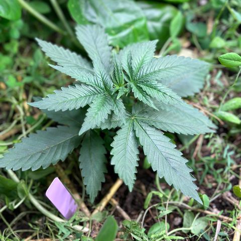 Super Lemon Gushers(Gushers X Super Lemon SMAC) growlog timeline photo