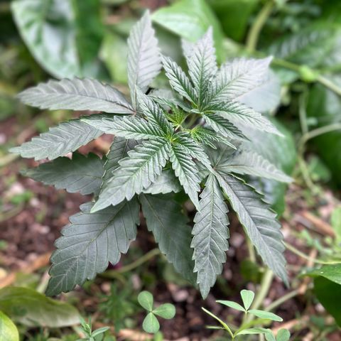 Super Lemon Gushers(Gushers X Super Lemon SMAC) growlog timeline photo