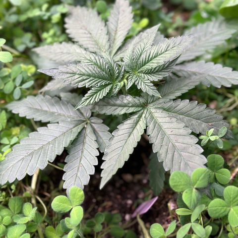Super Lemon Gushers(Gushers X Super Lemon SMAC) growlog timeline photo