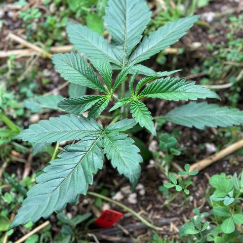 Pearl 41(Face on Fire x PCS 1) growlog timeline photo