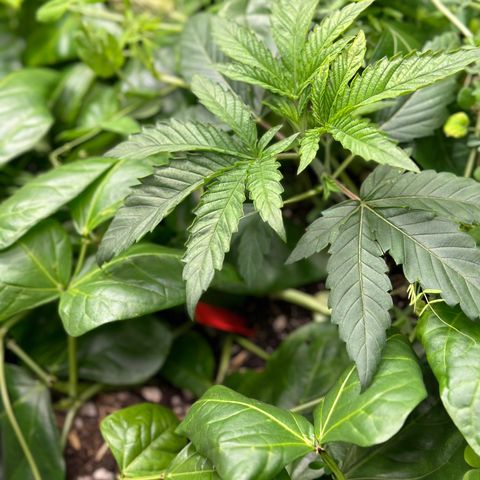Pearl 41(Face on Fire x PCS 1) growlog timeline photo