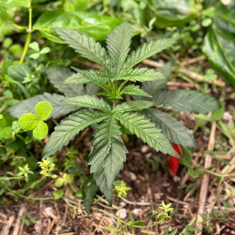 Pearl 41(Face on Fire x PCS 1) growlog timeline photo
