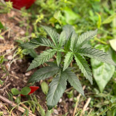 Pearl 41(Face on Fire x PCS 1) growlog timeline photo