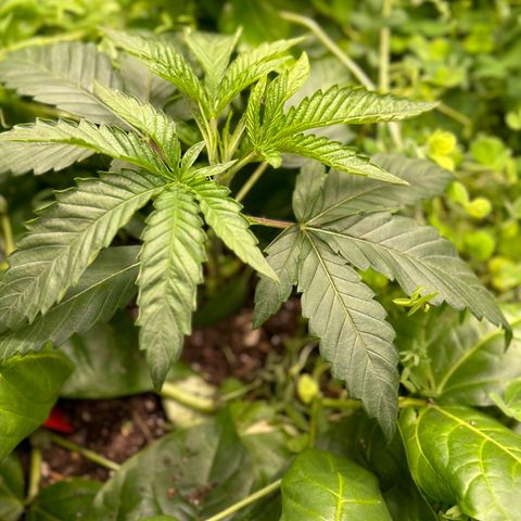 Pearl 41(Face on Fire x PCS 1) growlog timeline photo