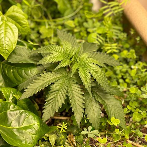 Strawberry 2.1(Strawguava x OGKB 2.1) growlog timeline photo