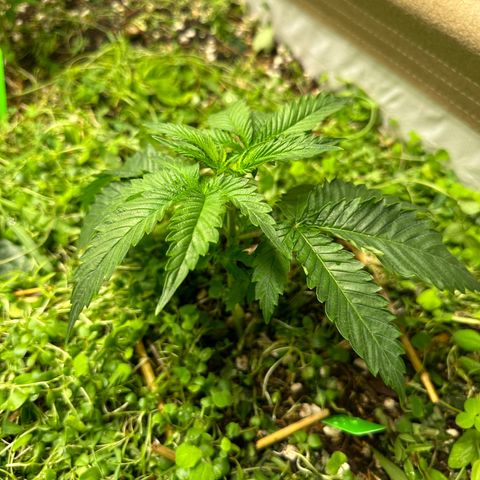 Strawberry 2.1(Strawguava x OGKB 2.1) growlog timeline photo