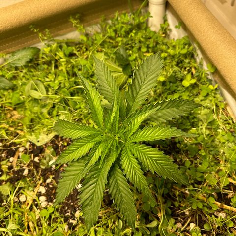 Strawberry 2.1(Strawguava x OGKB 2.1) growlog timeline photo