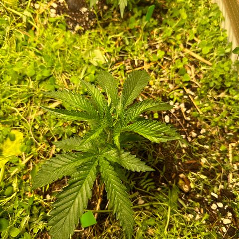 Strawberry 2.1(Strawguava x OGKB 2.1) growlog timeline photo