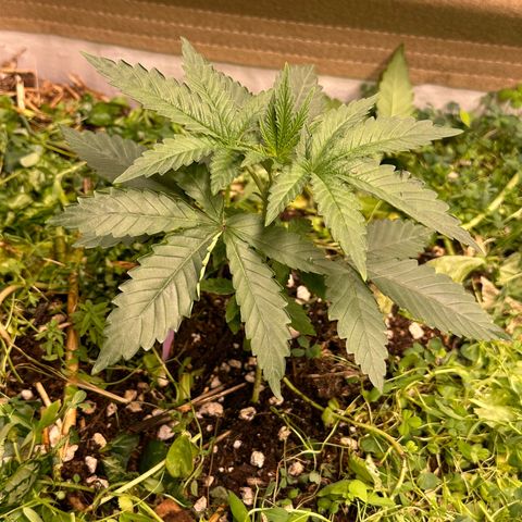 Super Lemon Gushers(Gushers X Super Lemon SMAC) growlog timeline photo
