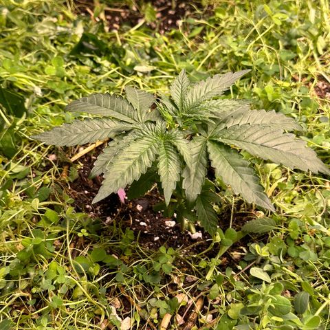 Super Lemon Gushers(Gushers X Super Lemon SMAC) growlog timeline photo
