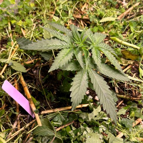 Super Lemon Gushers(Gushers X Super Lemon SMAC) growlog timeline photo