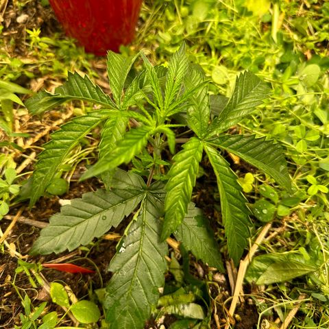 Pearl 41(Face on Fire x PCS 1) growlog timeline photo