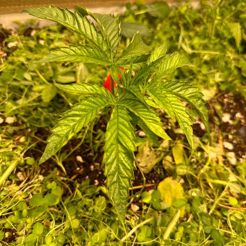 Pearl 41(Face on Fire x PCS 1) growlog timeline photo