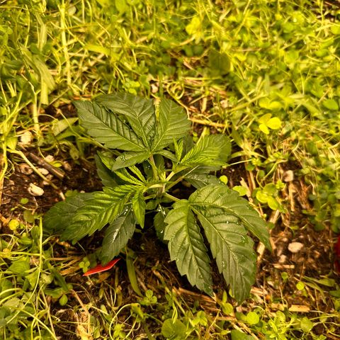 Pearl 41(Face on Fire x PCS 1) growlog timeline photo
