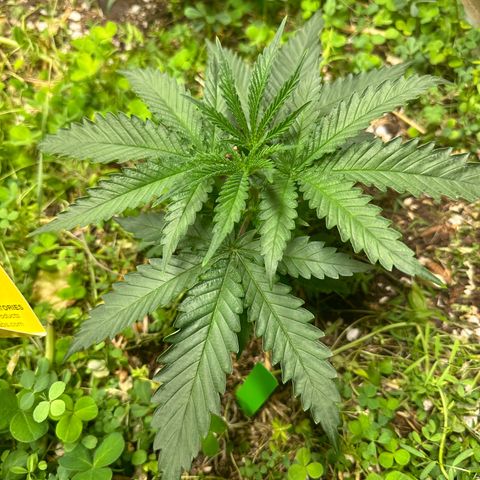 Strawberry 2.1(Strawguava x OGKB 2.1) growlog timeline photo
