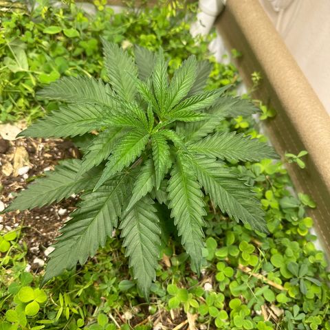 Strawberry 2.1(Strawguava x OGKB 2.1) growlog timeline photo
