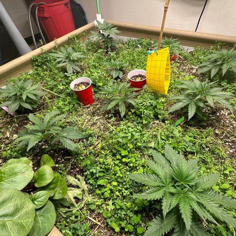 Strawberry 2.1(Strawguava x OGKB 2.1) growlog timeline photo