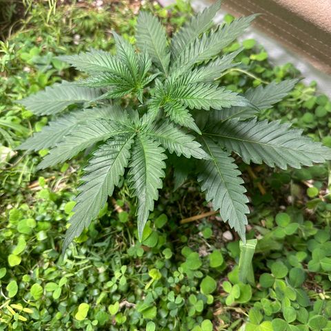 Strawberry 2.1(Strawguava x OGKB 2.1) growlog timeline photo