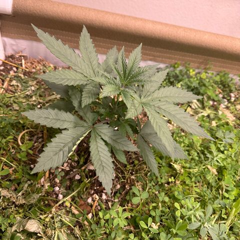 Super Lemon Gushers(Gushers X Super Lemon SMAC) growlog timeline photo