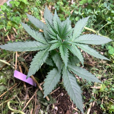 Super Lemon Gushers(Gushers X Super Lemon SMAC) growlog timeline photo