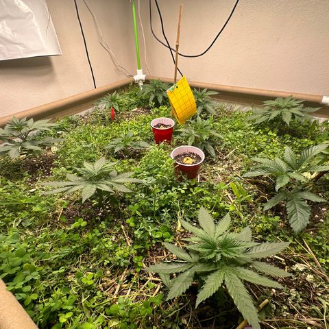 Super Lemon Gushers(Gushers X Super Lemon SMAC) growlog timeline photo