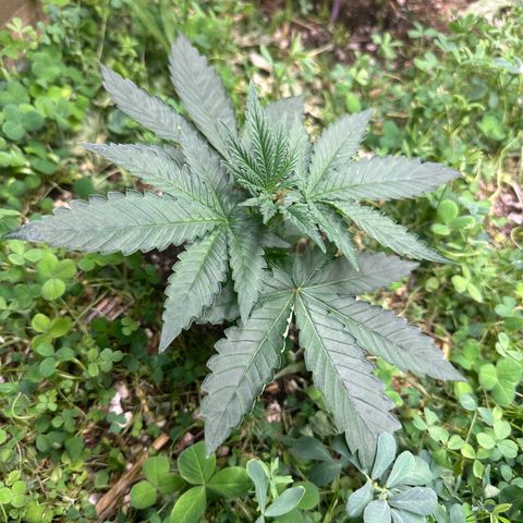 Super Lemon Gushers(Gushers X Super Lemon SMAC) growlog timeline photo
