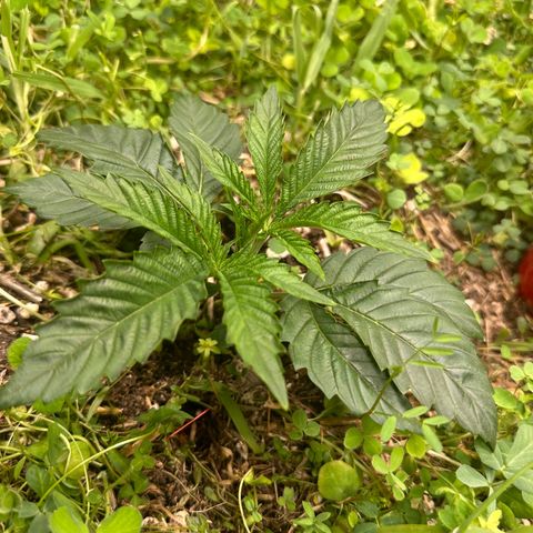 Pearl 41(Face on Fire x PCS 1) growlog timeline photo