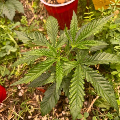 Pearl 41(Face on Fire x PCS 1) growlog timeline photo
