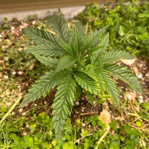 Pearl 41(Face on Fire x PCS 1) growlog timeline photo