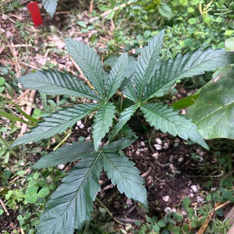 Pearl 41(Face on Fire x PCS 1) growlog timeline photo