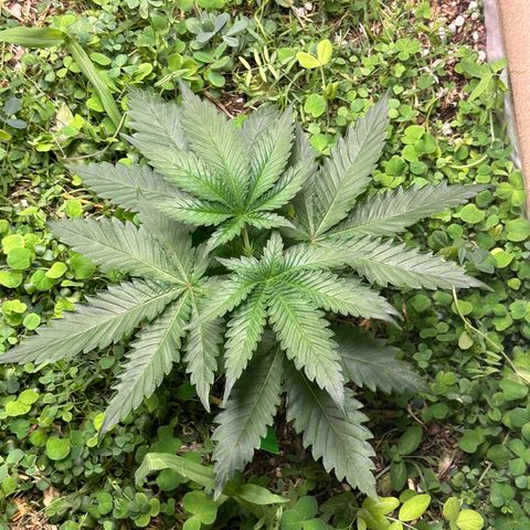 Strawberry 2.1(Strawguava x OGKB 2.1) growlog timeline photo
