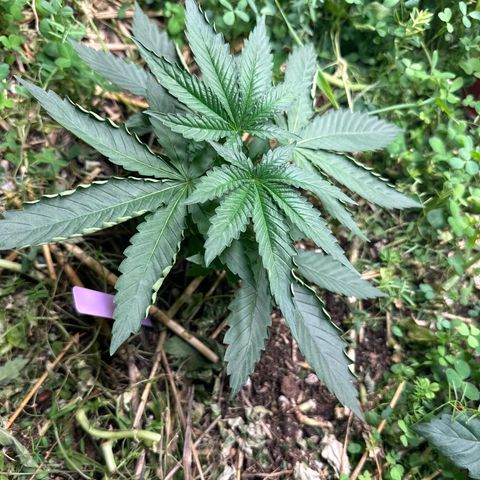 Super Lemon Gushers(Gushers X Super Lemon SMAC) growlog timeline photo