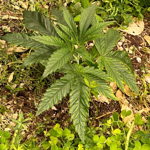 Pearl 41(Face on Fire x PCS 1) growlog timeline photo