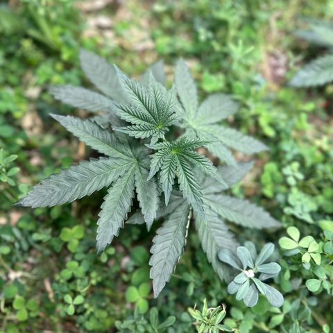 Super Lemon Gushers(Gushers X Super Lemon SMAC) growlog timeline photo