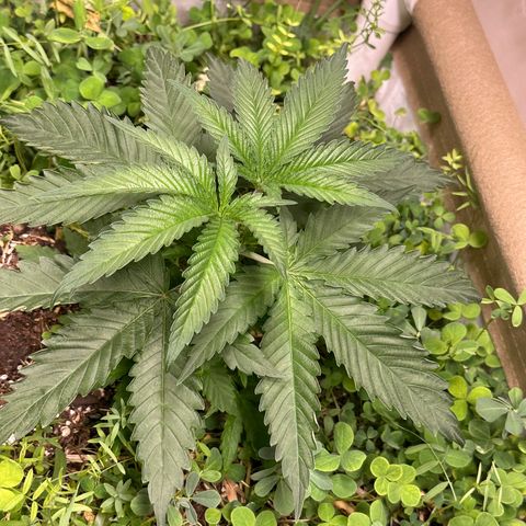 Strawberry 2.1(Strawguava x OGKB 2.1) growlog timeline photo