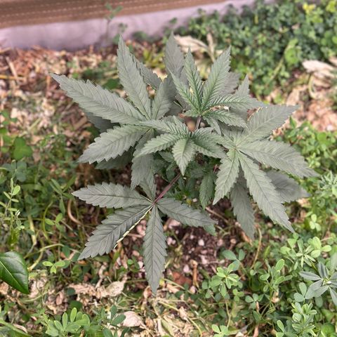Super Lemon Gushers(Gushers X Super Lemon SMAC) growlog timeline photo