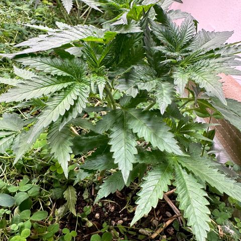 Strawberry 2.1(Strawguava x OGKB 2.1) growlog timeline photo