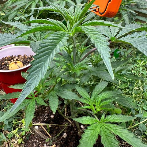 Pearl 41(Face on Fire x PCS 1) growlog timeline photo