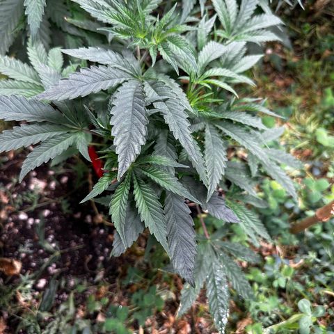 Pearl 41(Face on Fire x PCS 1) growlog timeline photo