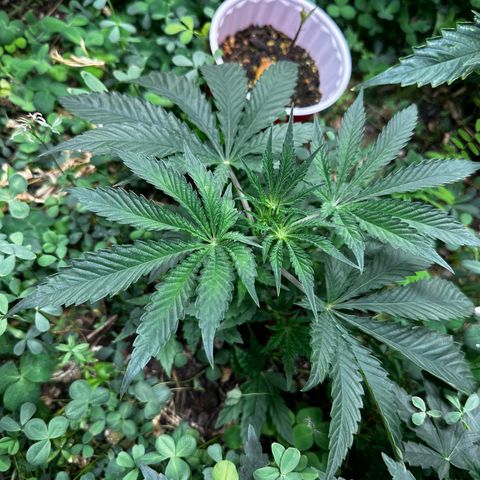 Pearl 41(Face on Fire x PCS 1) growlog timeline photo