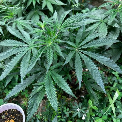 Pearl 41(Face on Fire x PCS 1) growlog timeline photo