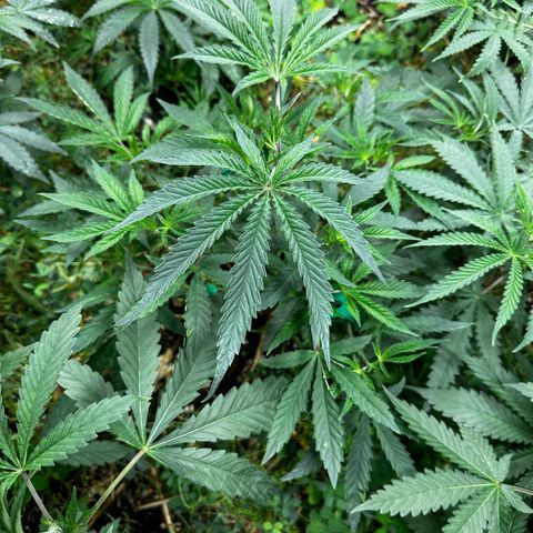 Pearl 41(Face on Fire x PCS 1) growlog timeline photo