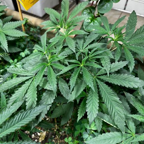 Pearl 41(Face on Fire x PCS 1) growlog timeline photo