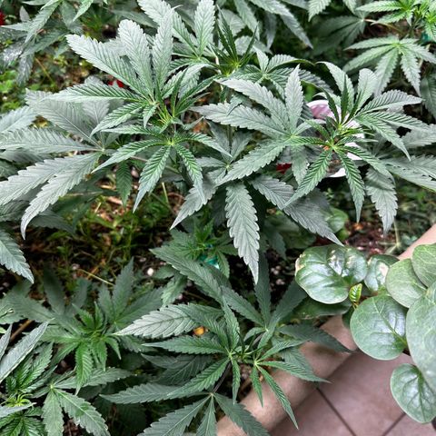 Pearl 41(Face on Fire x PCS 1) growlog timeline photo